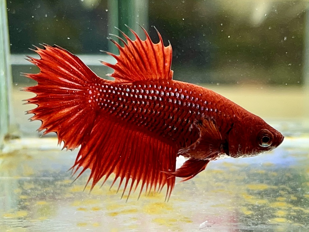 ベタ　ダブルテール